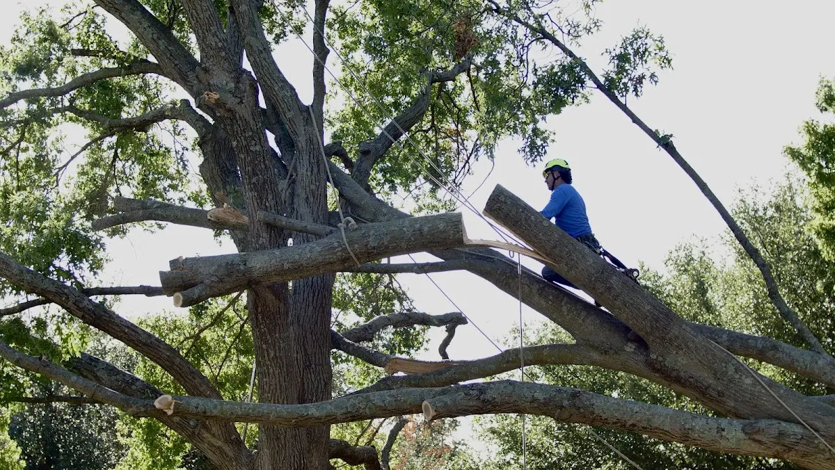 Professional Crown Thinning performed by certified arborists in Catawba